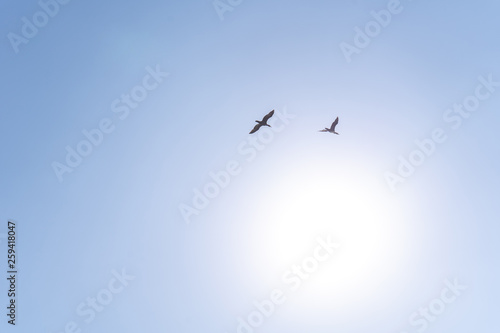 Birds flying to the bright sun in the cloudless blue sky