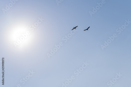 Birds flying against the sun in the cloudless blue sky