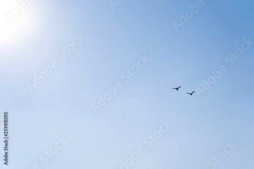 A pair of birds flying to the sun in the cloudless blue sky