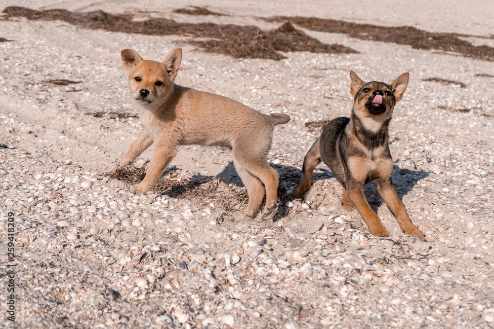 Cute little brown puppies playing with each other on a seaside
