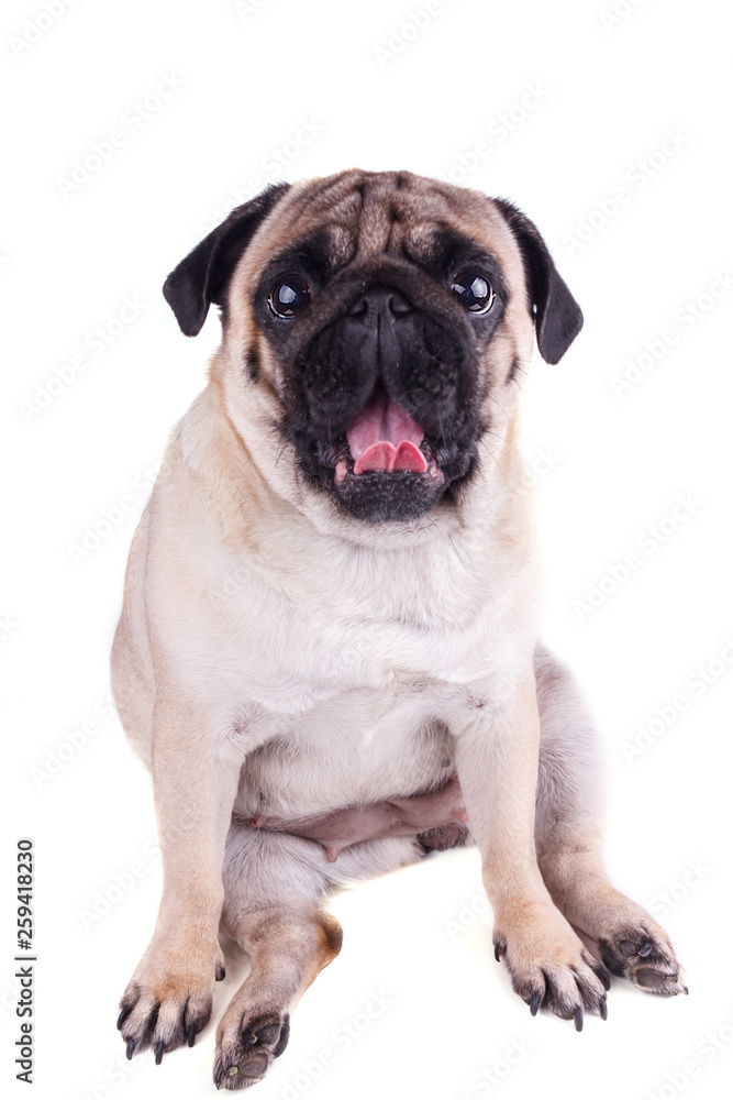 Sad dog pug yawns, shows pink tongue. Isolated
