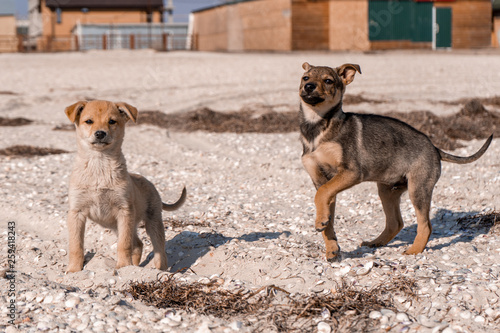 Little brown puppies gracefully posing on a shell beach