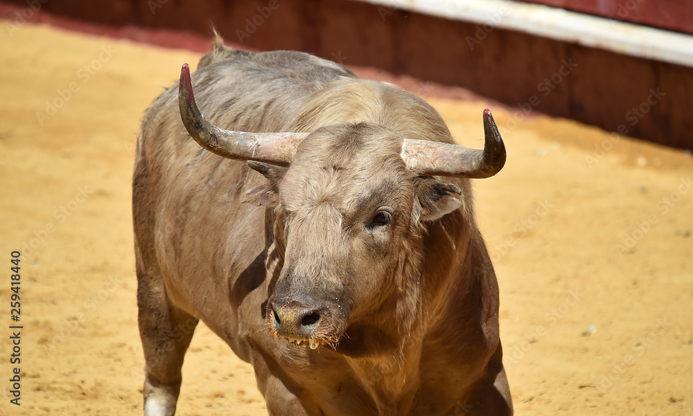 toro en españa toro en españa