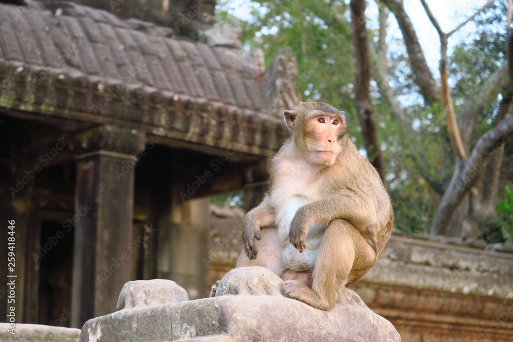 Singe temple d'Angkor 