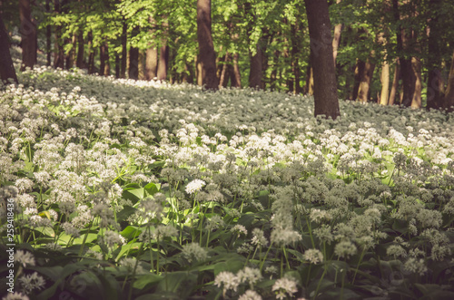 Fototapeta Naklejka Na Ścianę i Meble -  white blossoming flowers of wild garlic