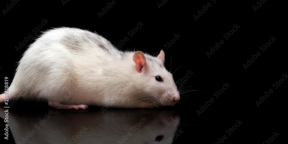 Obraz premium ratte im studio mit schwarzem hintergrund, seiten ansicht
