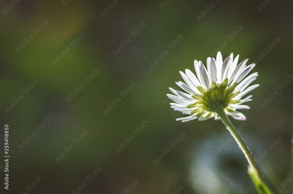 white daisy flower monochrome white daisy flower monochrome
