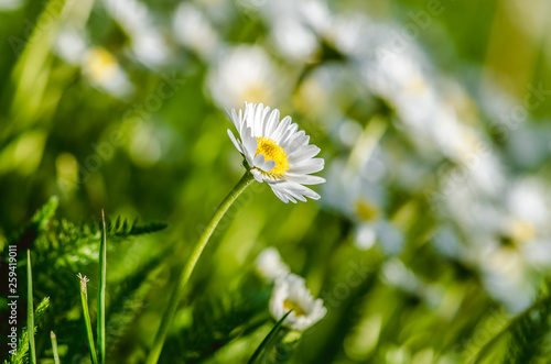 spring flowers green and white photo