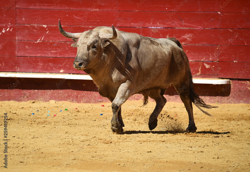 toro españon