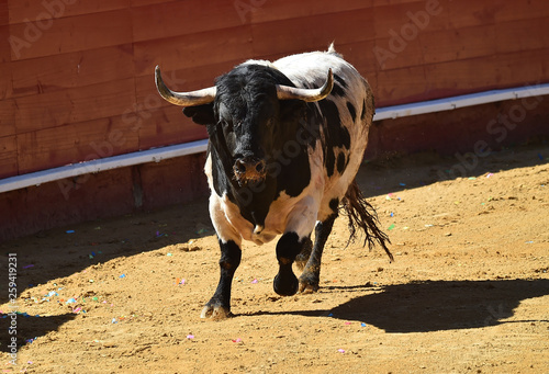 toro español en plaza de toros © alberto