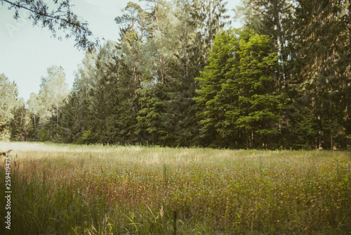 Fototapeta Naklejka Na Ścianę i Meble -  Leśna polana, łąka w lesie