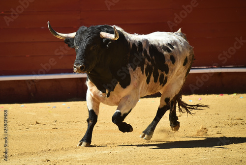 toro en españa