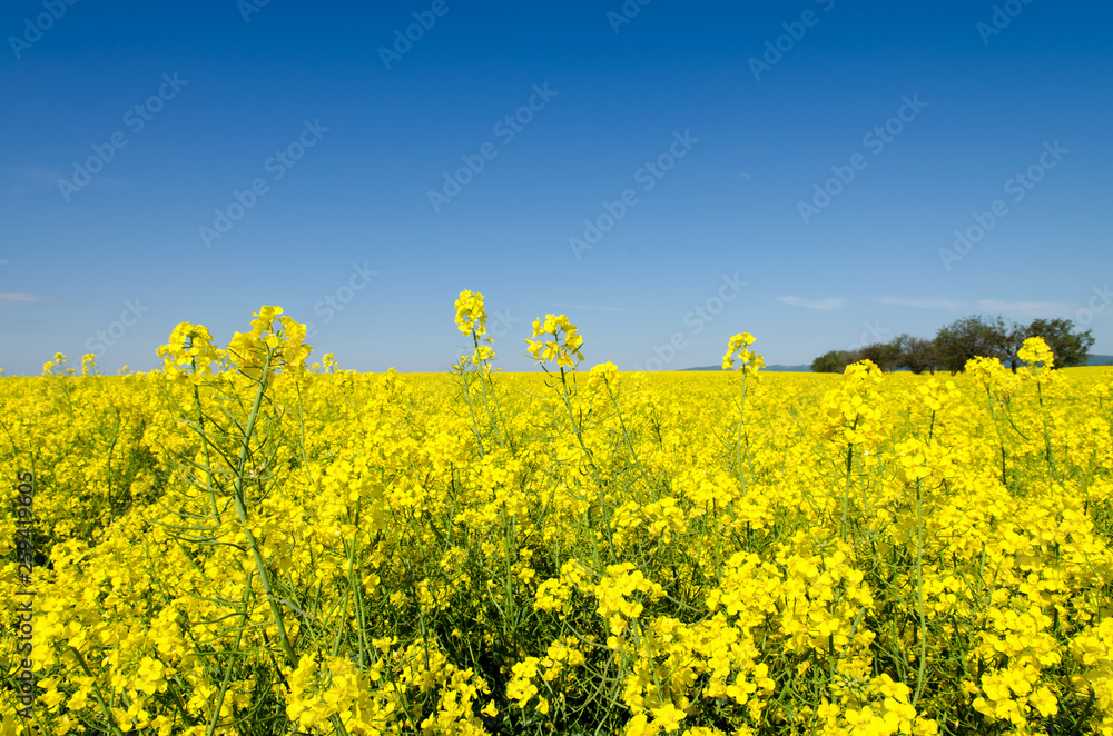 Obraz premium blossoming fields