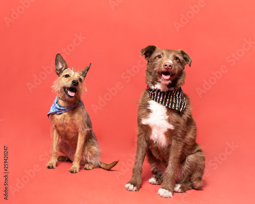  studio photo of a dog on a red background