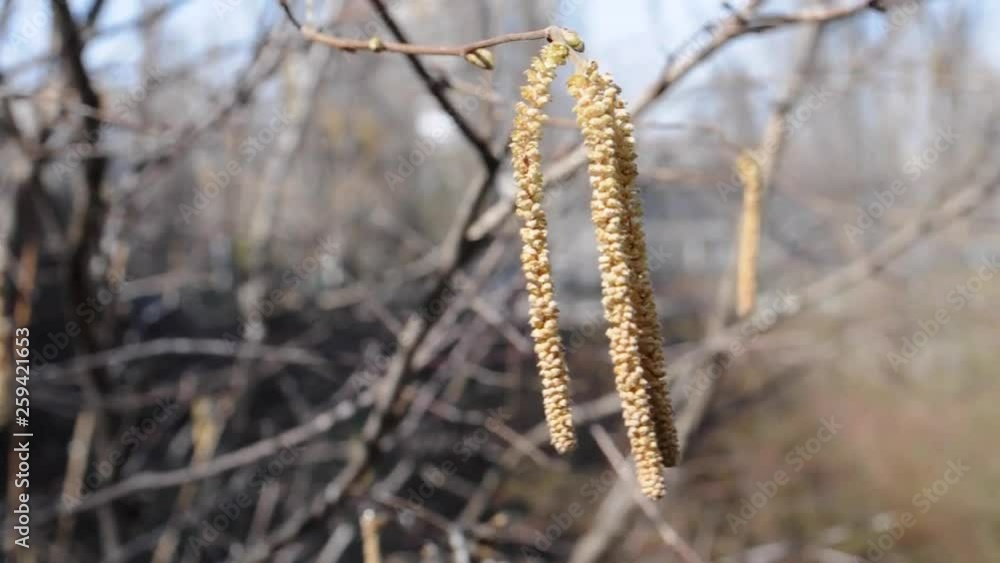 poplar earrings swaying in the spring wind poplar earrings swaying in the spring wind
