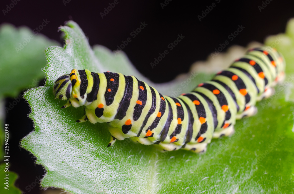 Caterpillar of the Machaon crawling on green leaves, close-up Caterpillar of the Machaon crawling on green leaves, close-up