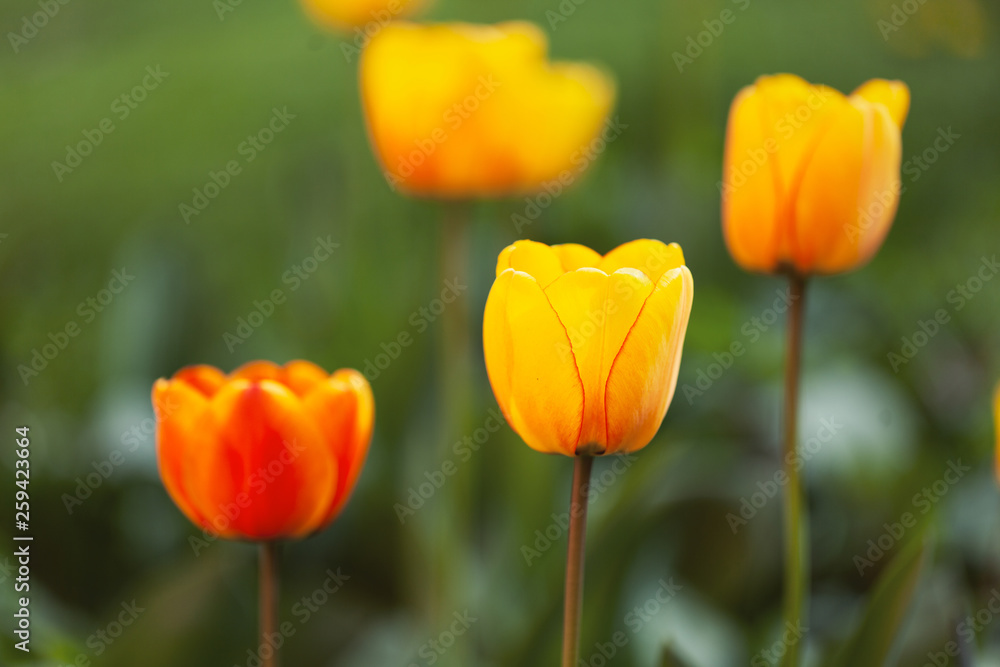 Sunny blurry beautiful tulip family background. Selective focus used. Sunny blurry beautiful tulip family background. Selective focus used.