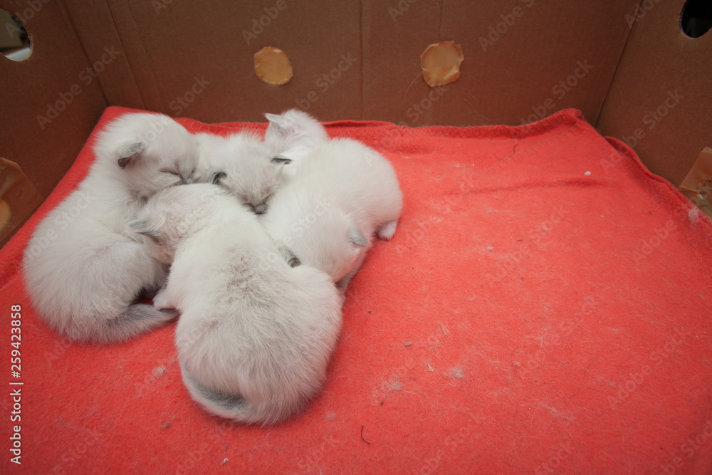 Young sacred birman kittens Young sacred birman kittens