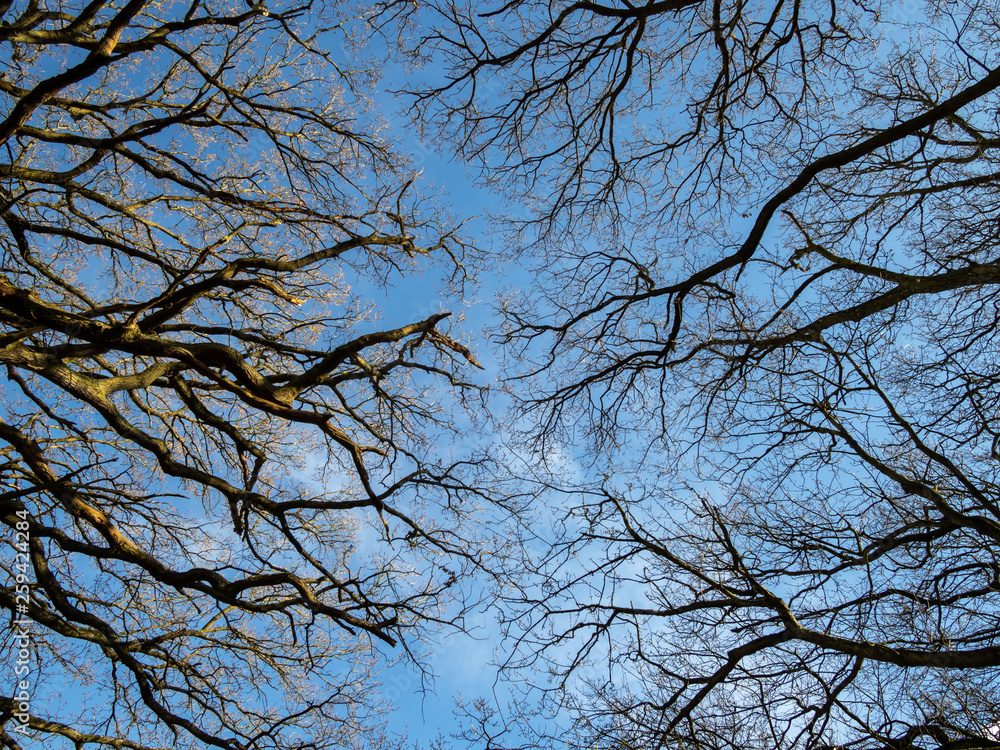 Blue sky through bare winter tree branches Blue sky through bare winter tree branches