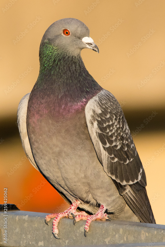 Obraz premium Taube - oranger Hintergrund