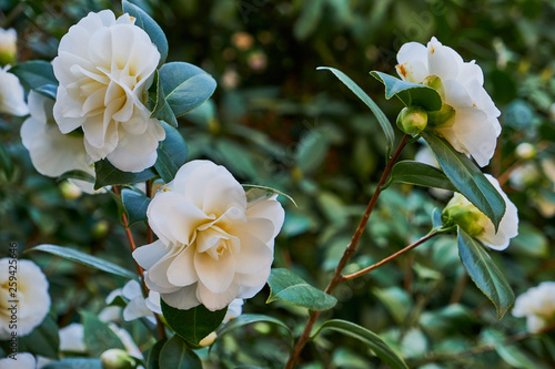 Quadro su tela Blossoms of white camellia , Camellia japonica on a green bush