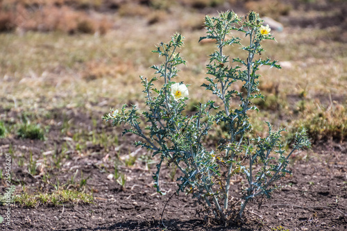 Argemone mexicana, Mexican poppy, Mexican prickly poppy, flowering thistle, bramha thandu