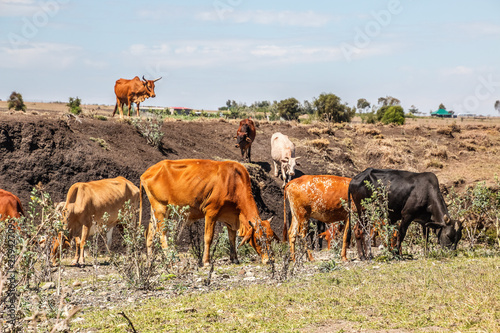 cow herd in a steppe © Martin