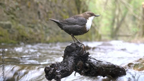 Wasseramsel, White-throated Dipper (Cinclus cinclus) photo