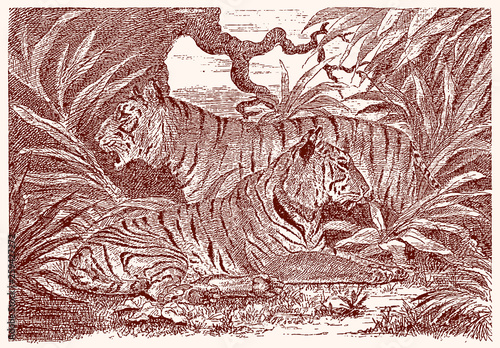 Two endangered tigers panthera tigris hiding in jungle. Illustration after engraving from 19th century