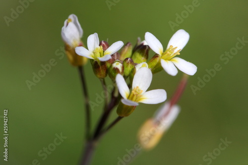Thale cress (Arabidopsis thaliana) blossoms and buds macro picture photo