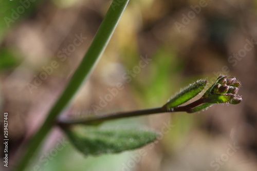Thale cress (Arabidopsis thaliana) stem with a leaf and unopened buds