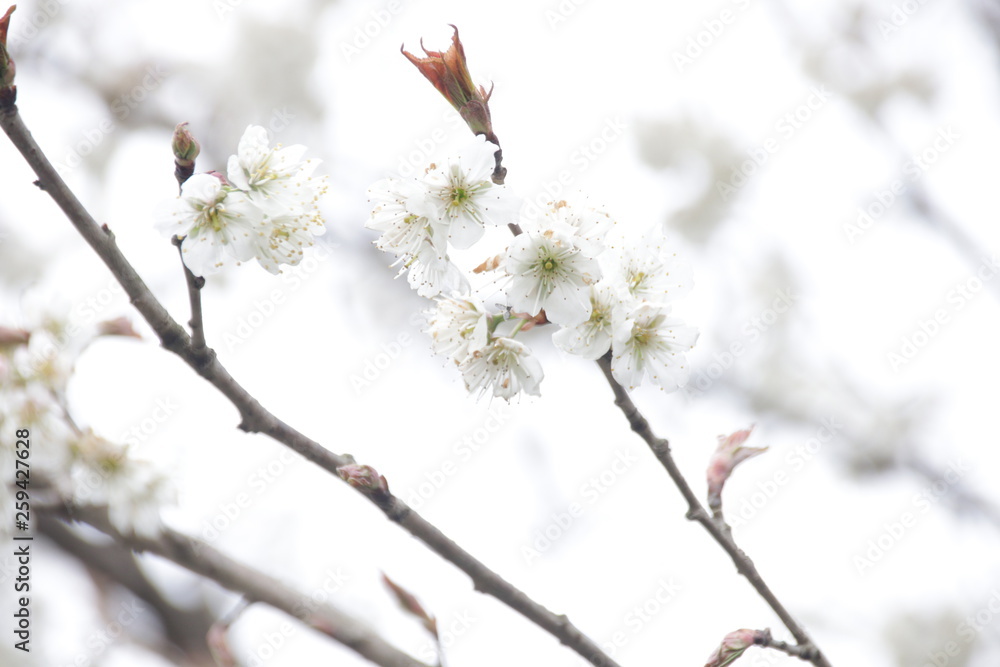 Blurred Photo of White Cherry Blossom in the Park,a symbol of  renewal, vitality, and beauty