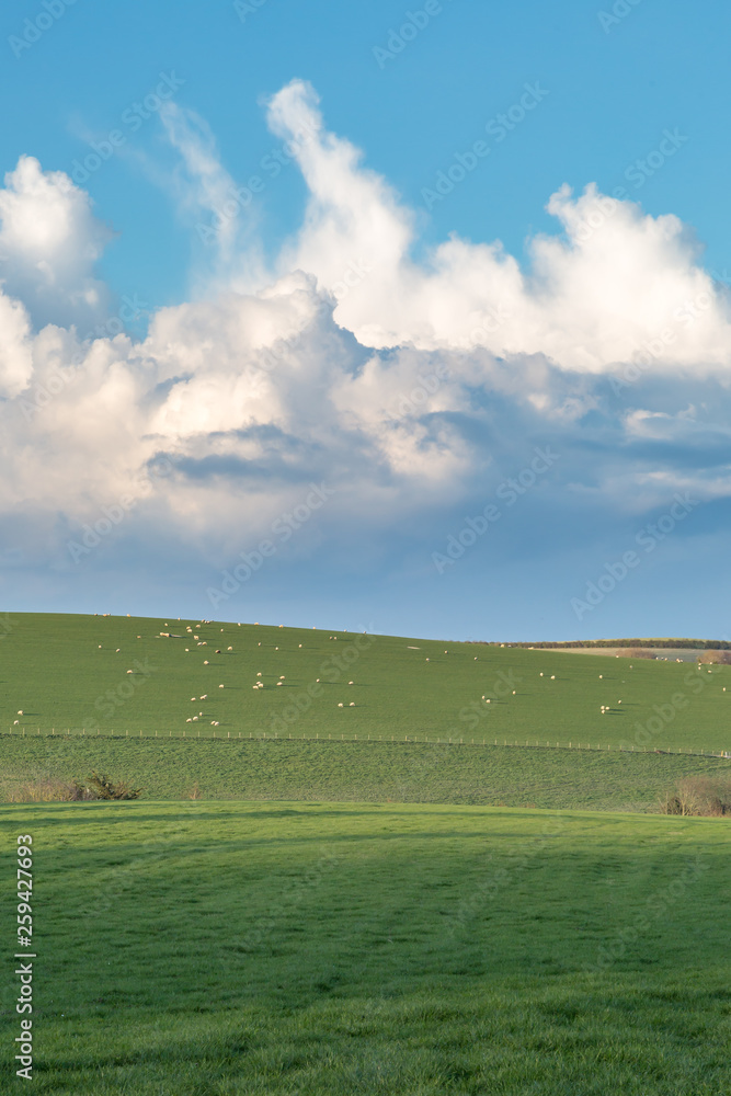 A Green Sussex Landscape with Grazing Sheep in the Distance
