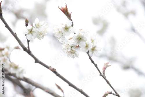 Blurred Photo of White Cherry Blossom in the Park a symbol of  renewal  vitality  and beauty