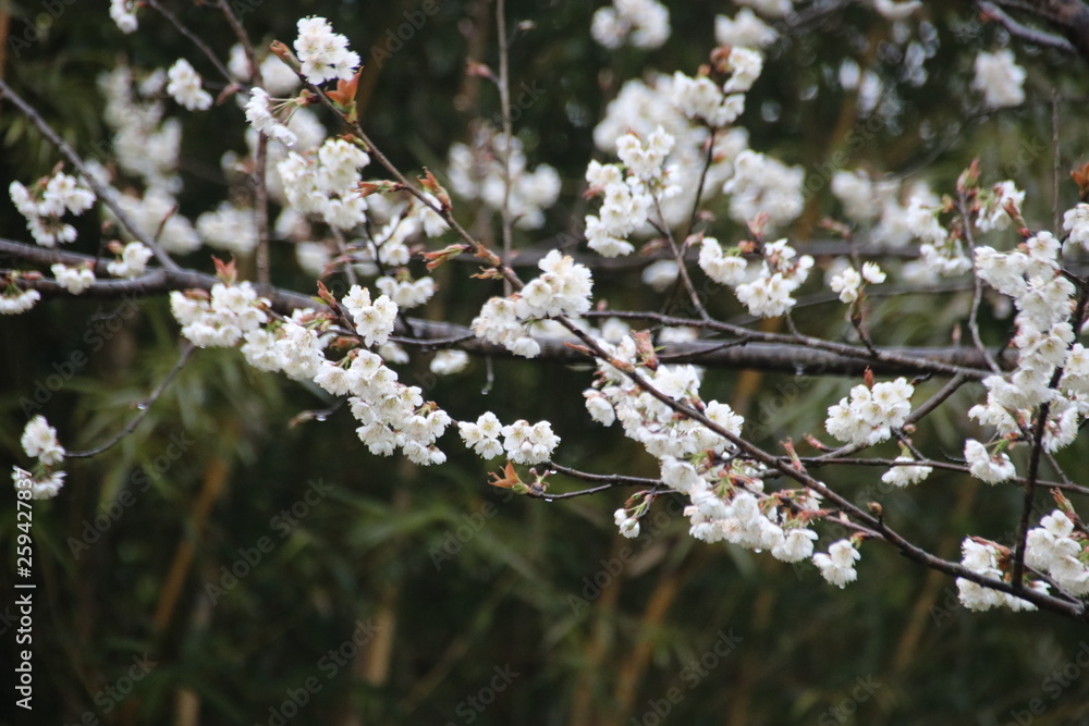 Blur Photo of White Cherry Blossom in Springtime Blur Photo of White Cherry Blossom in Springtime