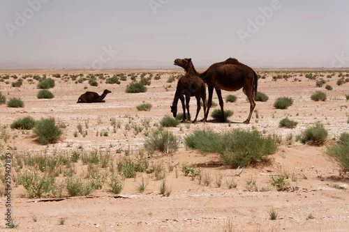 Fototapeta samoprzylepna Wielbłądy przy wodopoju w oazie