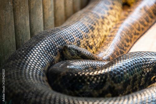 Anaconda snake in a zoo cage