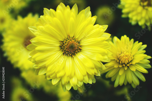 Yellow daisies on a flowerbed. © Maria