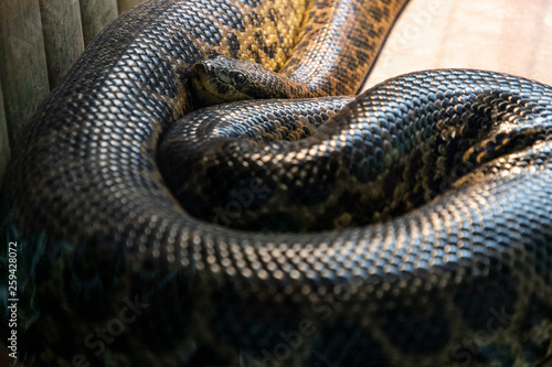 Anaconda snake in a zoo cage