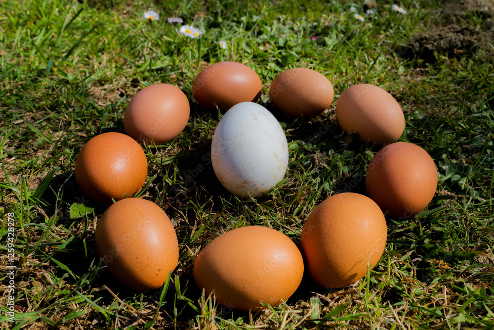 a pile of white and red goose and goose eggs on a green grass, form different figures on the floor from circles, letters, lines and drawings a pile of white and red goose and goose eggs on a green grass, form different figures on the floor from circles, letters, lines and drawings