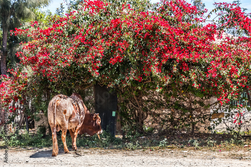 cow standing under a bush with red blossoms