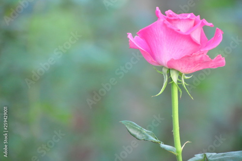 Pink Rose