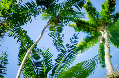 Bright scenic view of the decorative fronds of a palm plant lining the blue sky frame with a tall palm tree in the background 