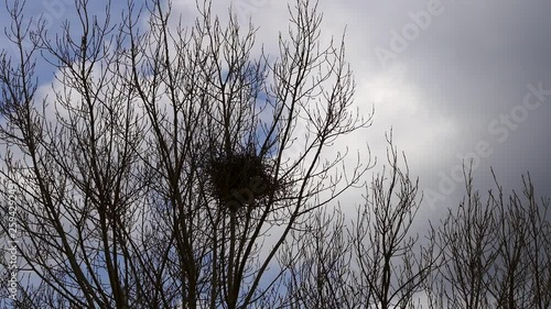 poplar tree in bird's nest, bird's nest on tree, natural bird's nest,