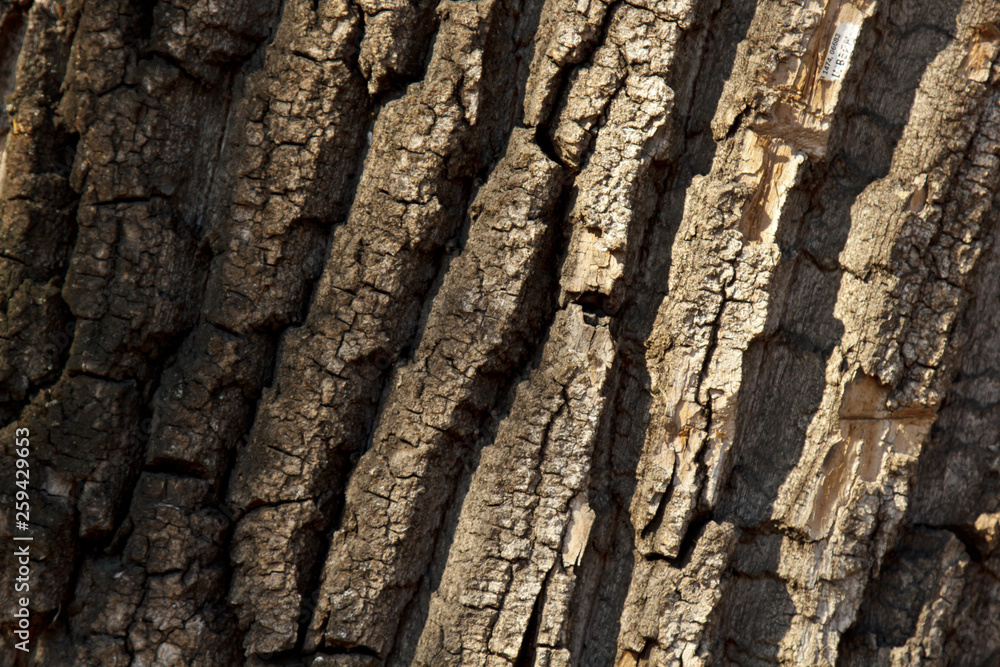 cracked tree bark close-up. old wood texture. background cracked tree bark close-up. old wood texture. background