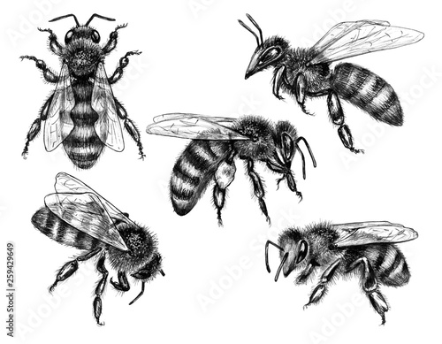Hand Drawn Flying and Sitting Bees