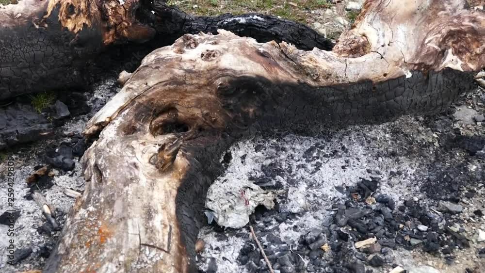 studied large tree stump to be burned, burnt tree stump, studied large tree stump to be burned, burnt tree stump,