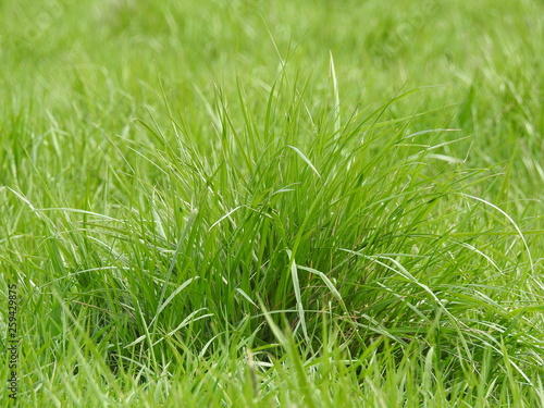 closeup of green grass