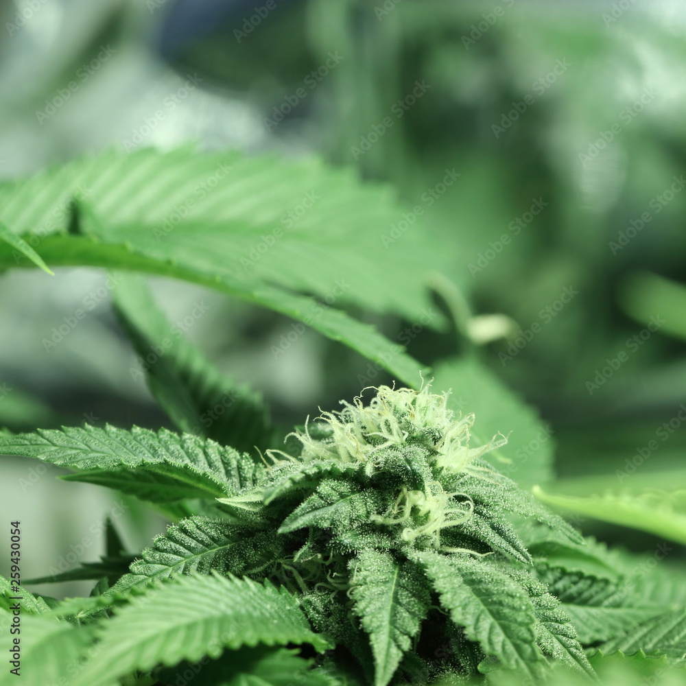 Cannabis bud showing resin glands and pistil on flower Cannabis bud showing resin glands and pistil on flower