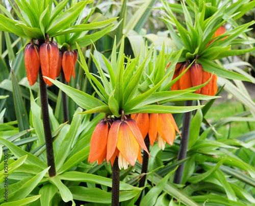 fritillaria imperialis orange flower